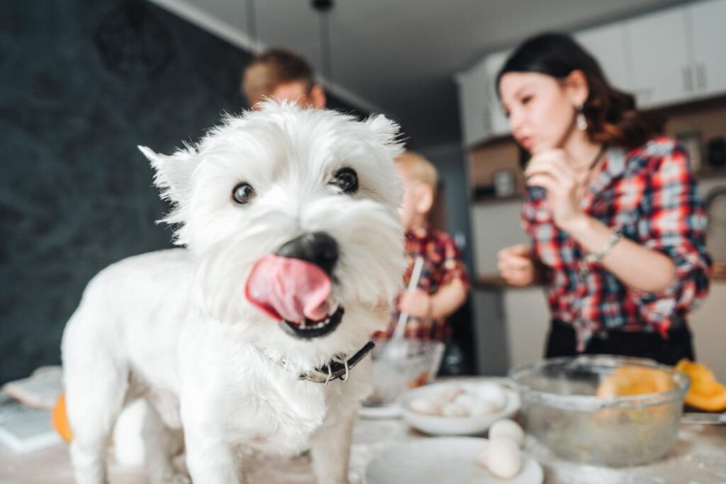 Become Aware Of the Feeding Habits of Dogs