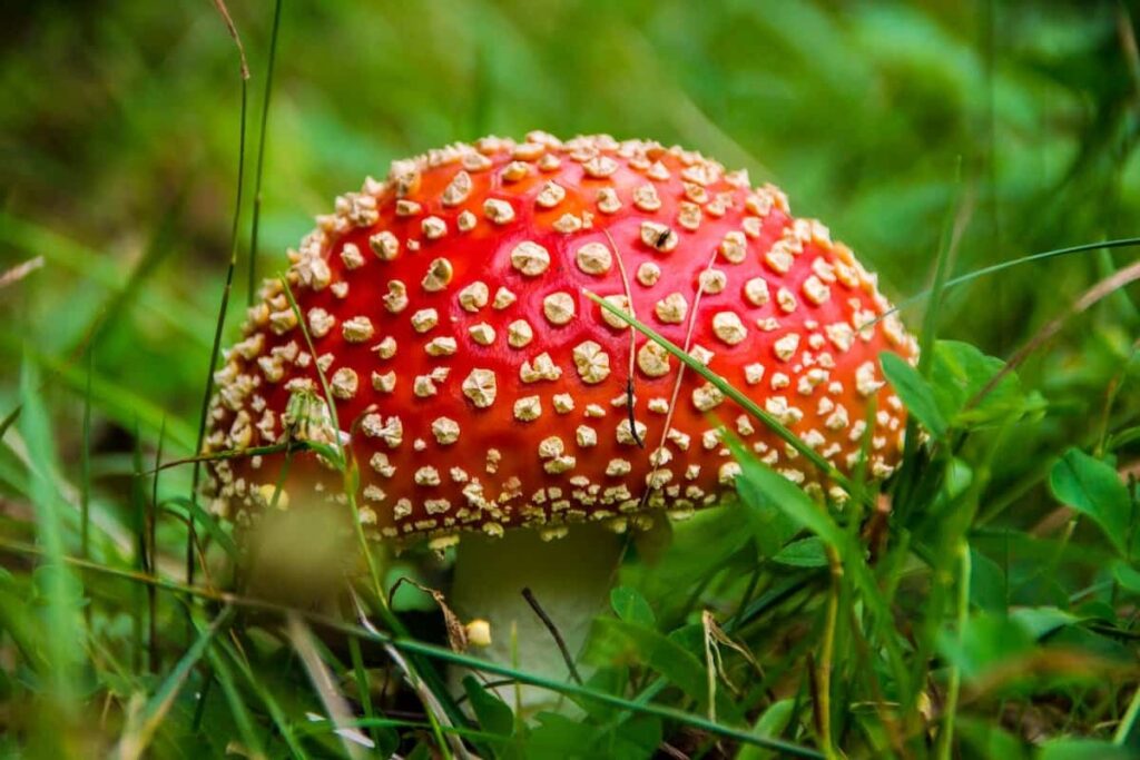 Beyond Perception: Amanita Muscaria Gummies and Consciousness