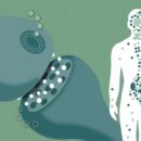 The Endocannabinoid System