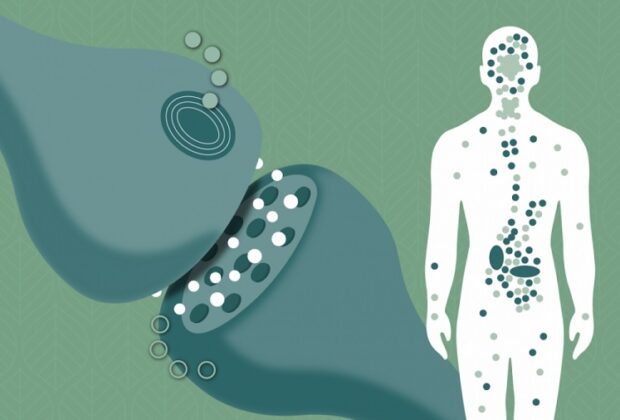 The Endocannabinoid System