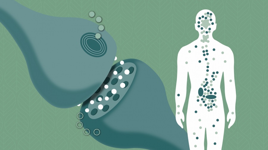 The Endocannabinoid System