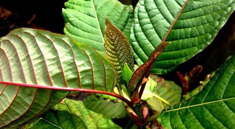Kratom powder